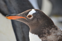 ペンギンの横顔