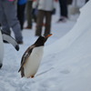 ペンギンの寄り道