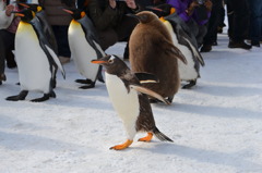 ちっこいペンギン