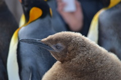 赤ちゃんペンギンの横顔