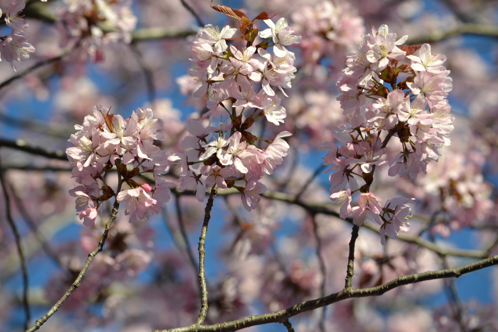 山桜さん