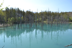 青い池