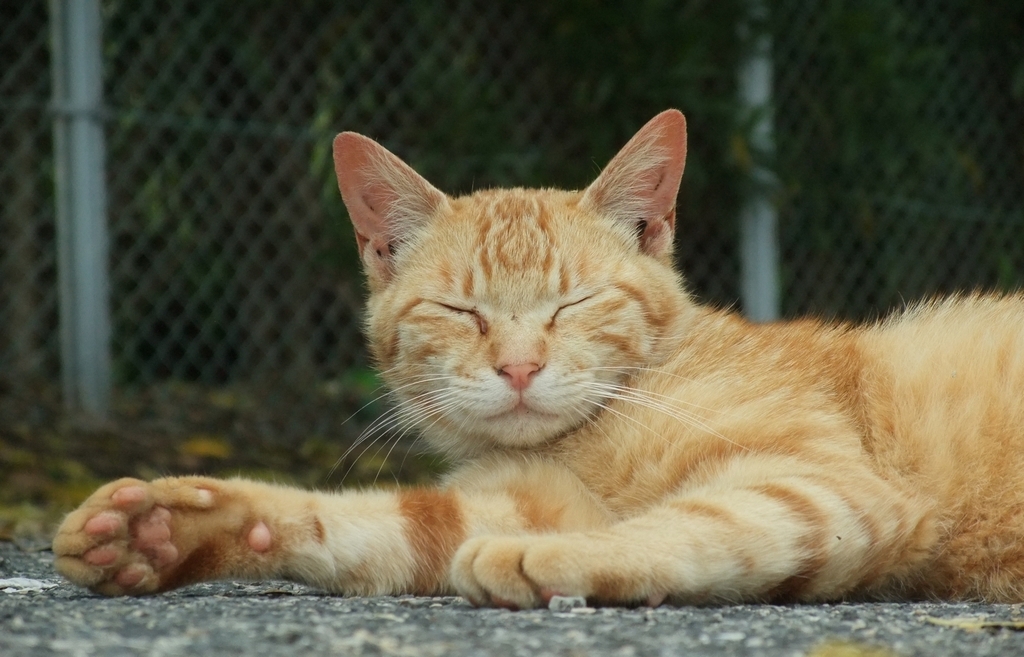 眠らせてくれないかニャ？