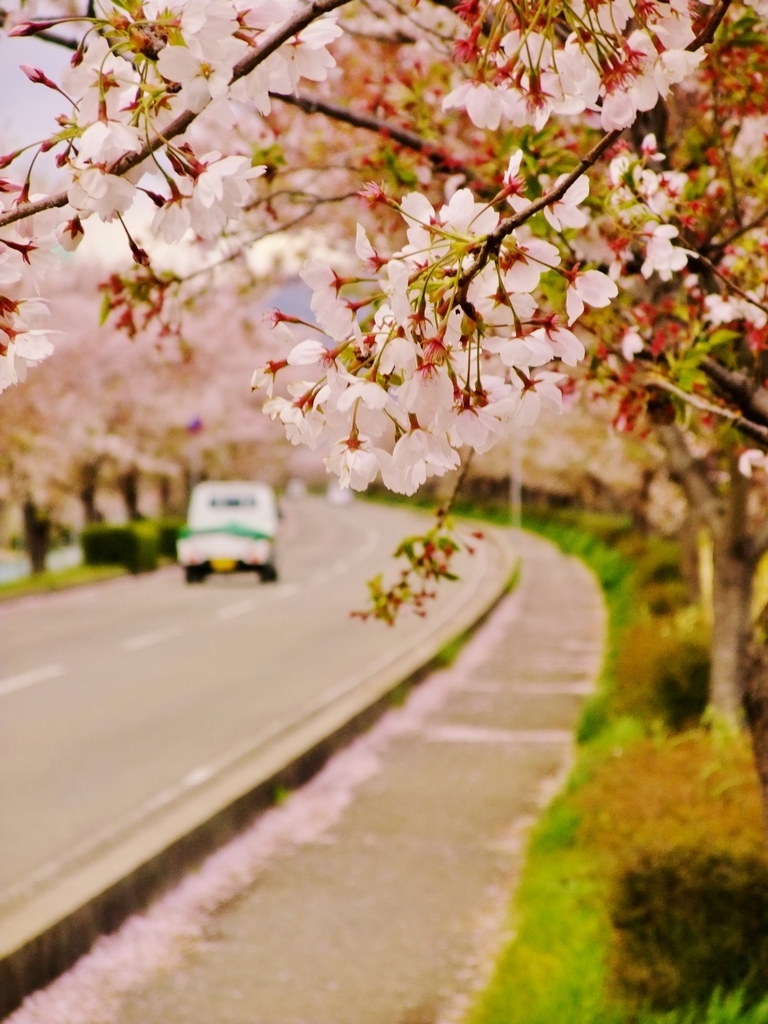 桜街道