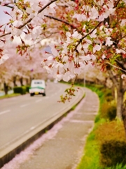 桜街道
