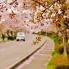 桜街道