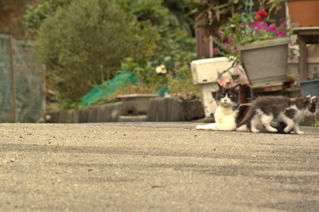 おおねここねこ