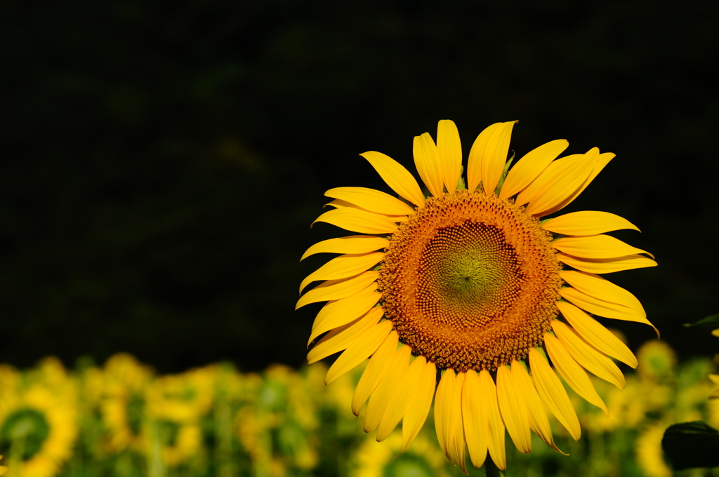 極色の花