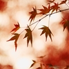 紅庵