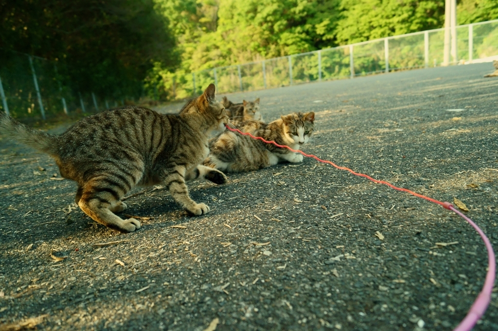 猫の一本釣り