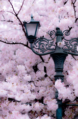 桜色の灯火