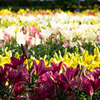 Florist 
