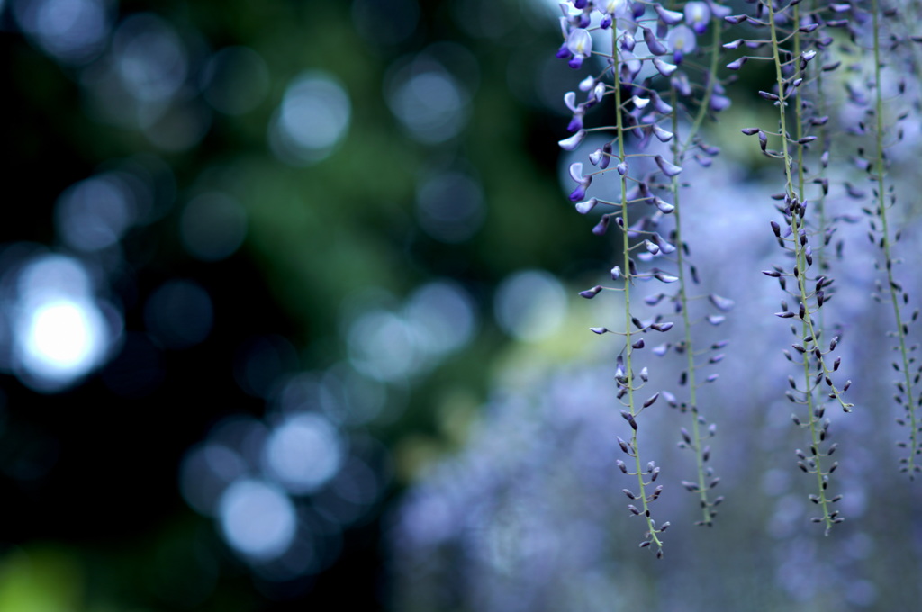 藤の花