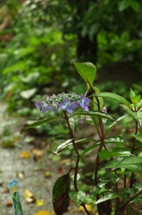 七色に変わる山紫陽花