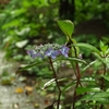 七色に変わる山紫陽花