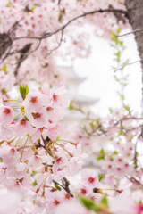 桜と姫路城