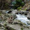 船越山るり寺モンキーパーク