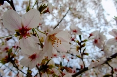 桜　満開。。