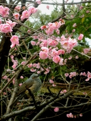 梅を見つめるヒヨドリ