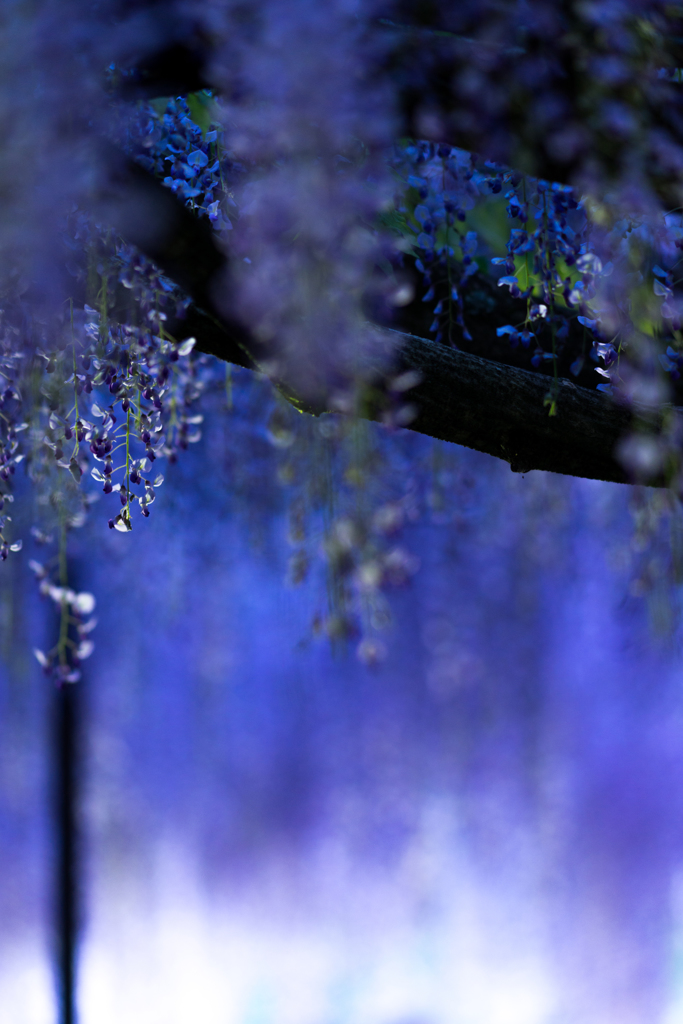 Purple Rain