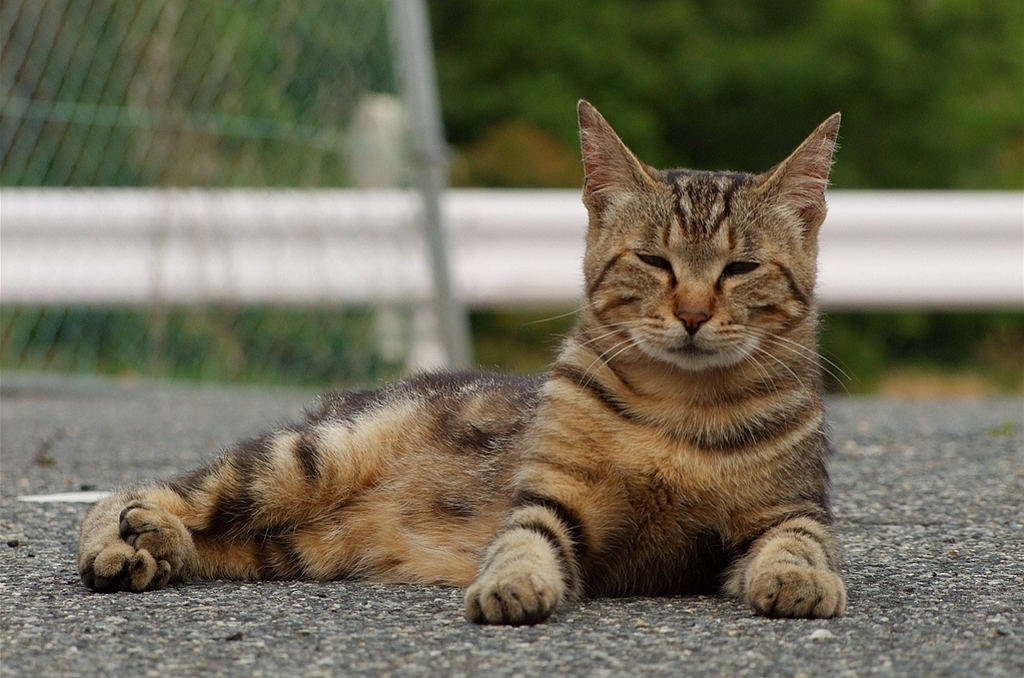 ジョニーデップ