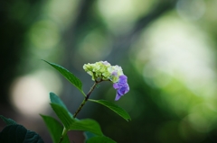 Hydrangea