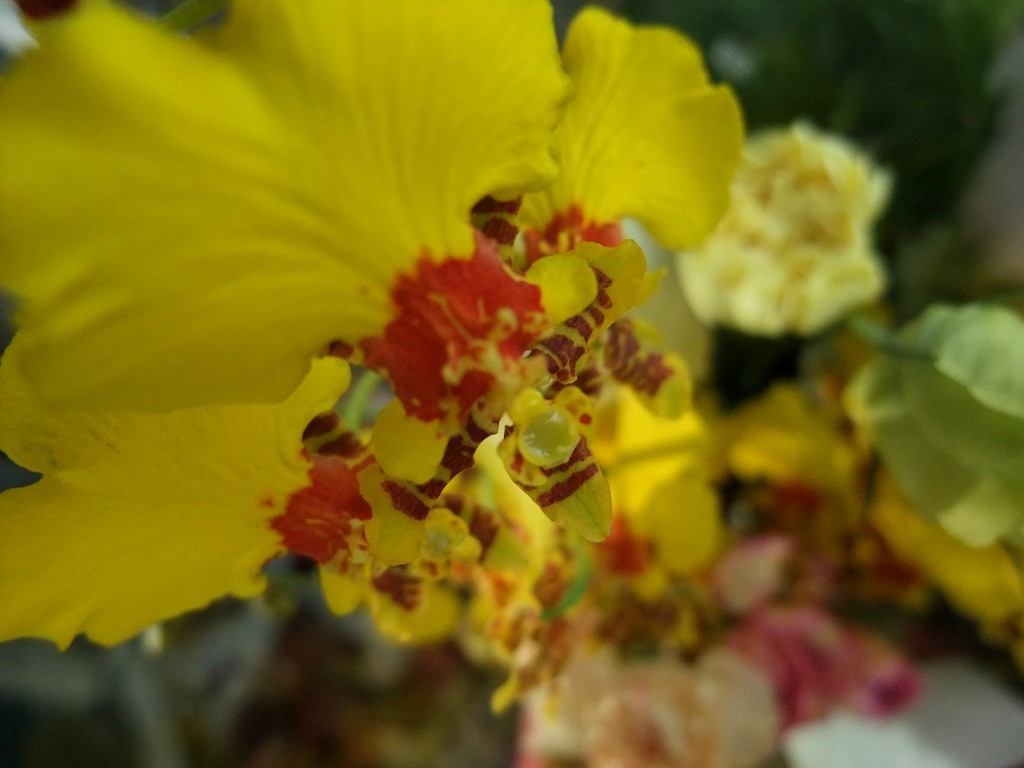 オンシジューム