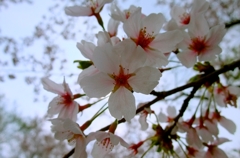 桜　満開。