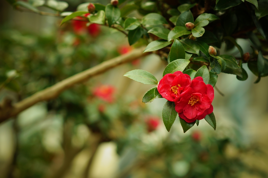 山茶花