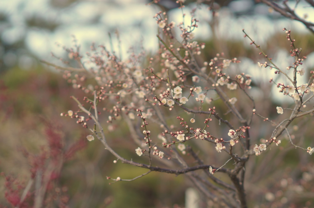 優しい花