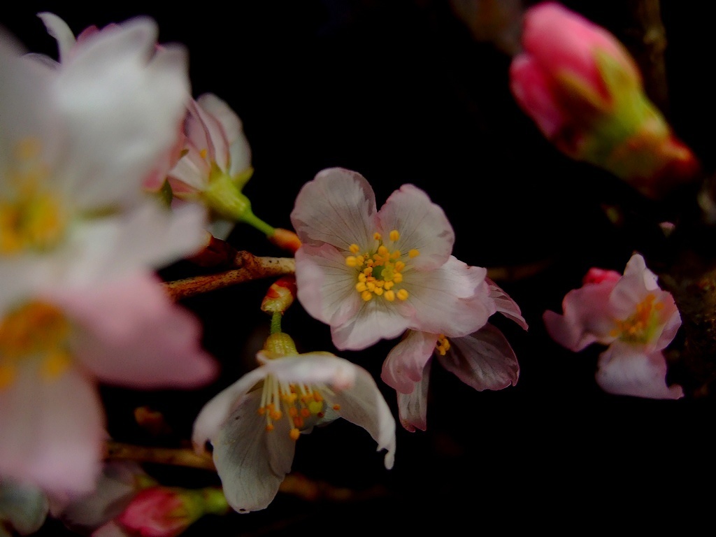 sakura