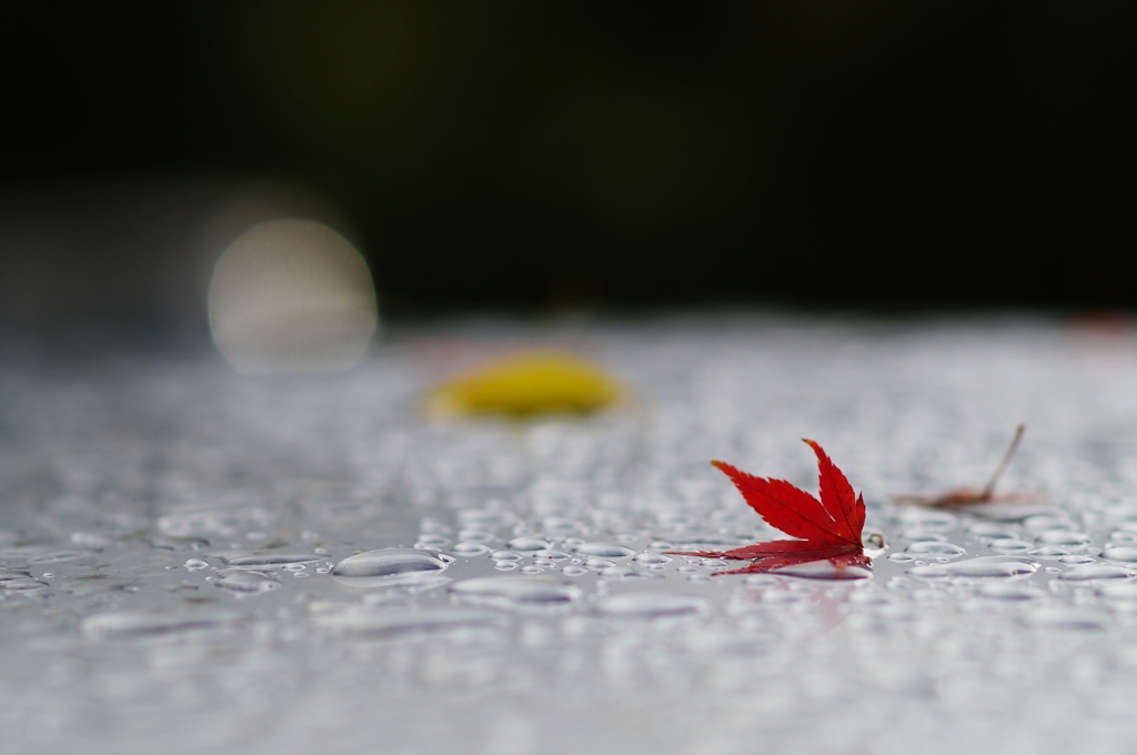 雨上がり