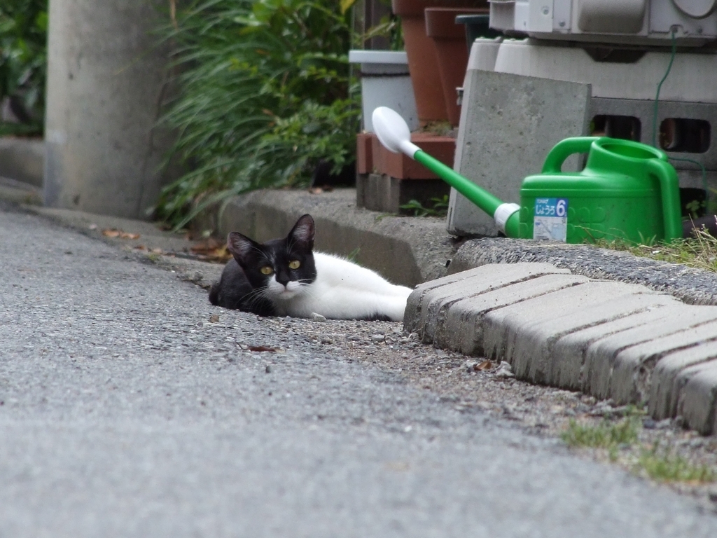 シャワータイム