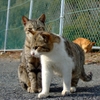 三毛猫