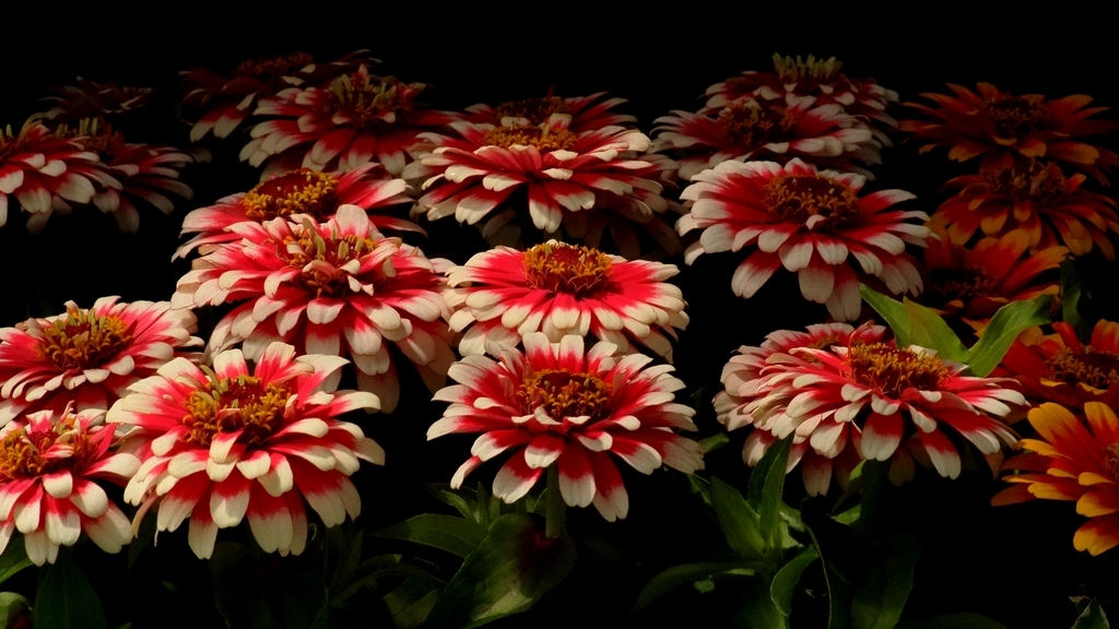 Zinnia