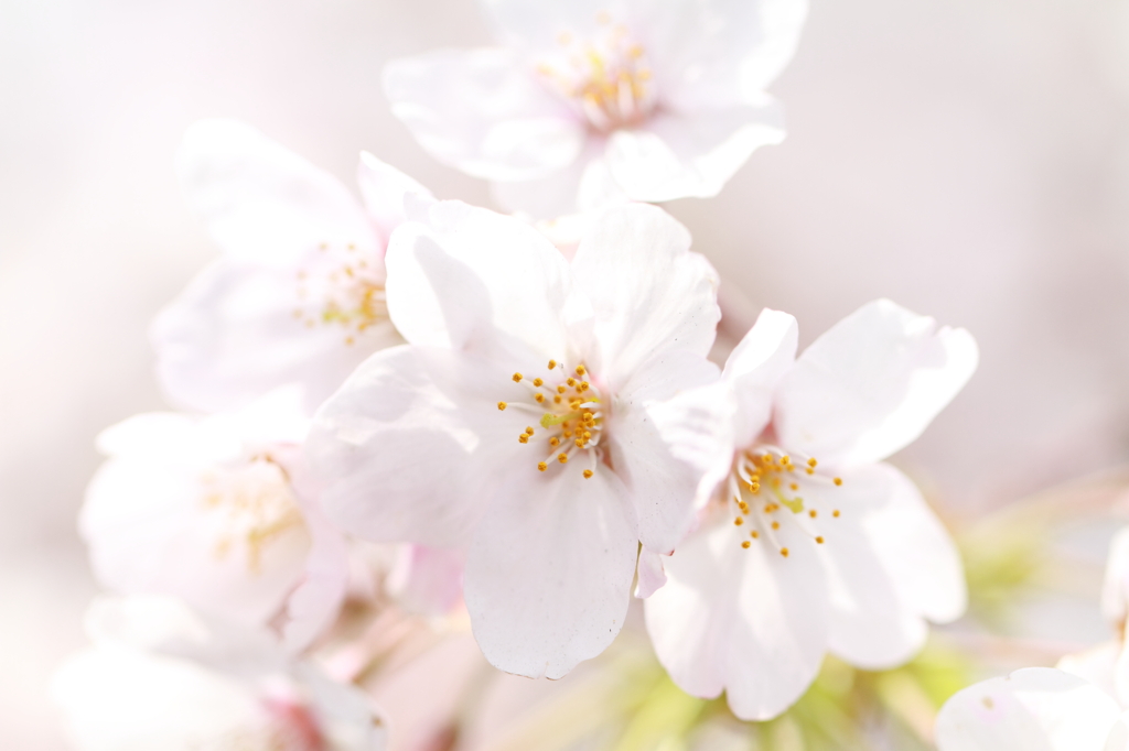 桜