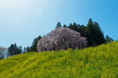 合戦場のしだれ桜