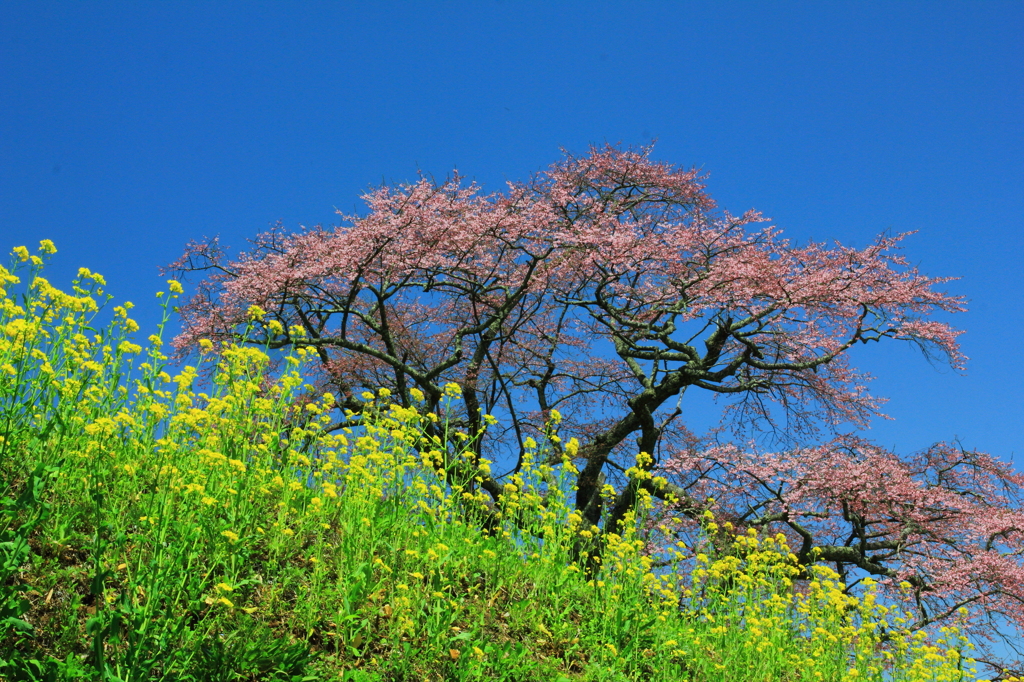 是哉寺（ぜさいじ）地蔵桜