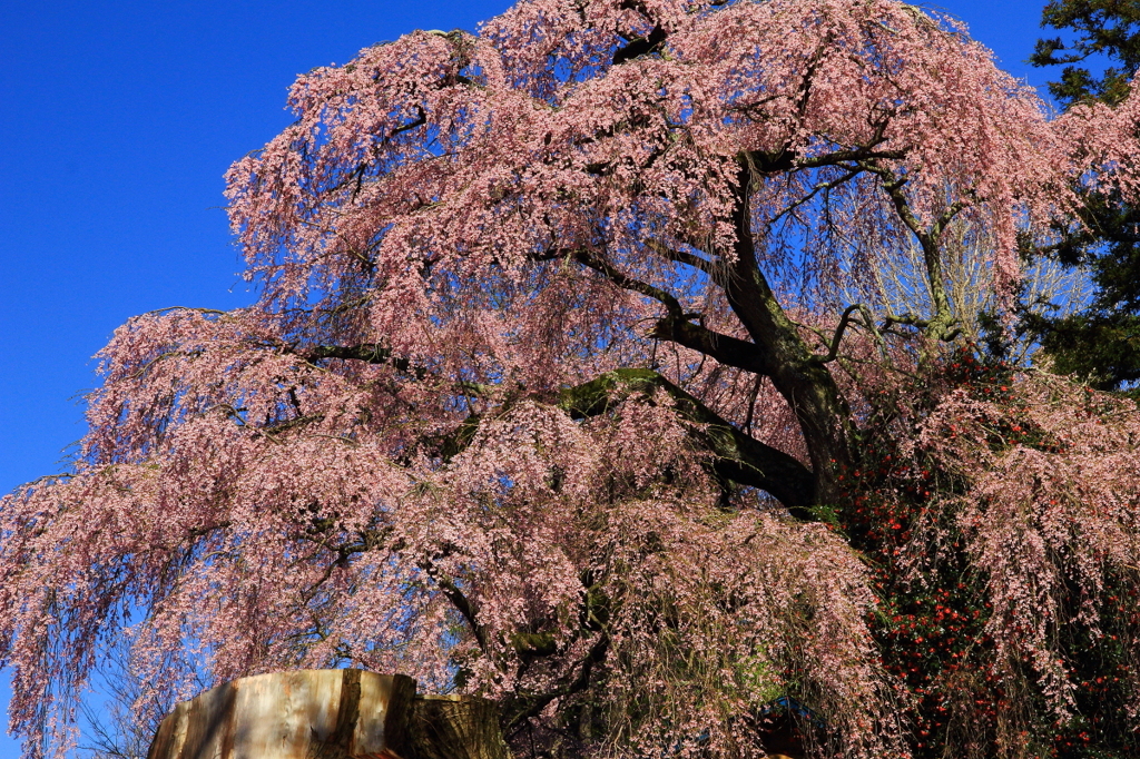 切り株桜