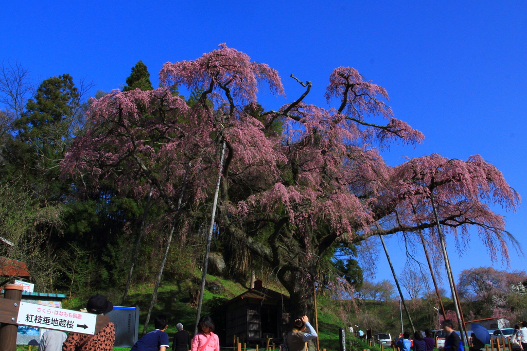 紅枝垂地蔵桜