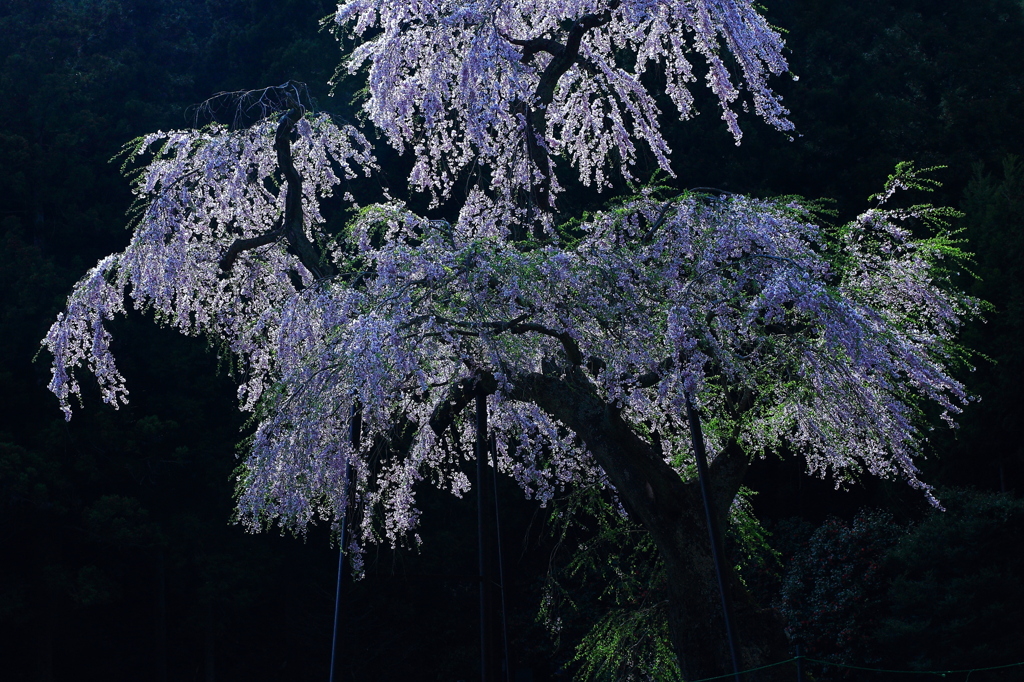 龍興寺の枝垂れ桜