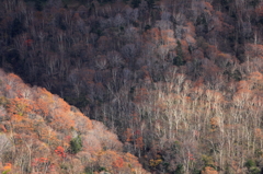 山王林道