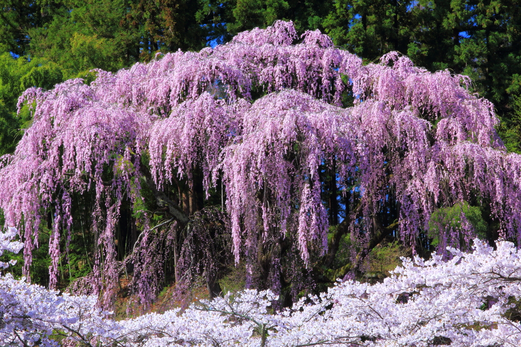 福聚寺の枝垂れ桜