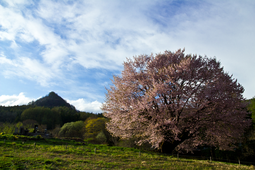 片品村の天王桜