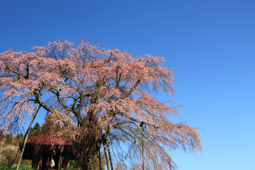 上石の不動桜