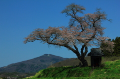 小沢の桜