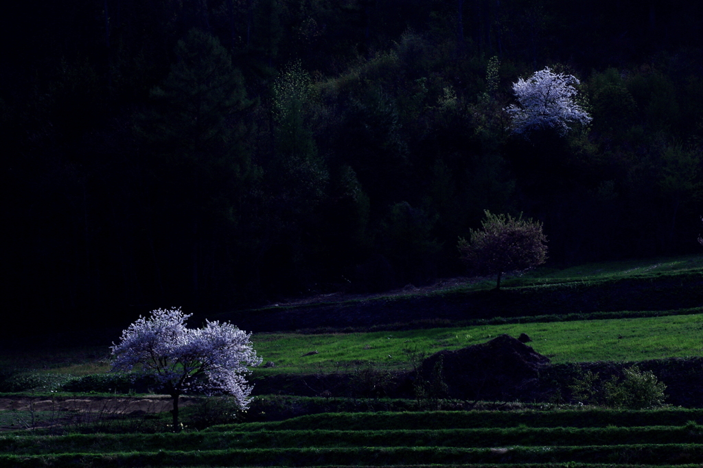 夕桜