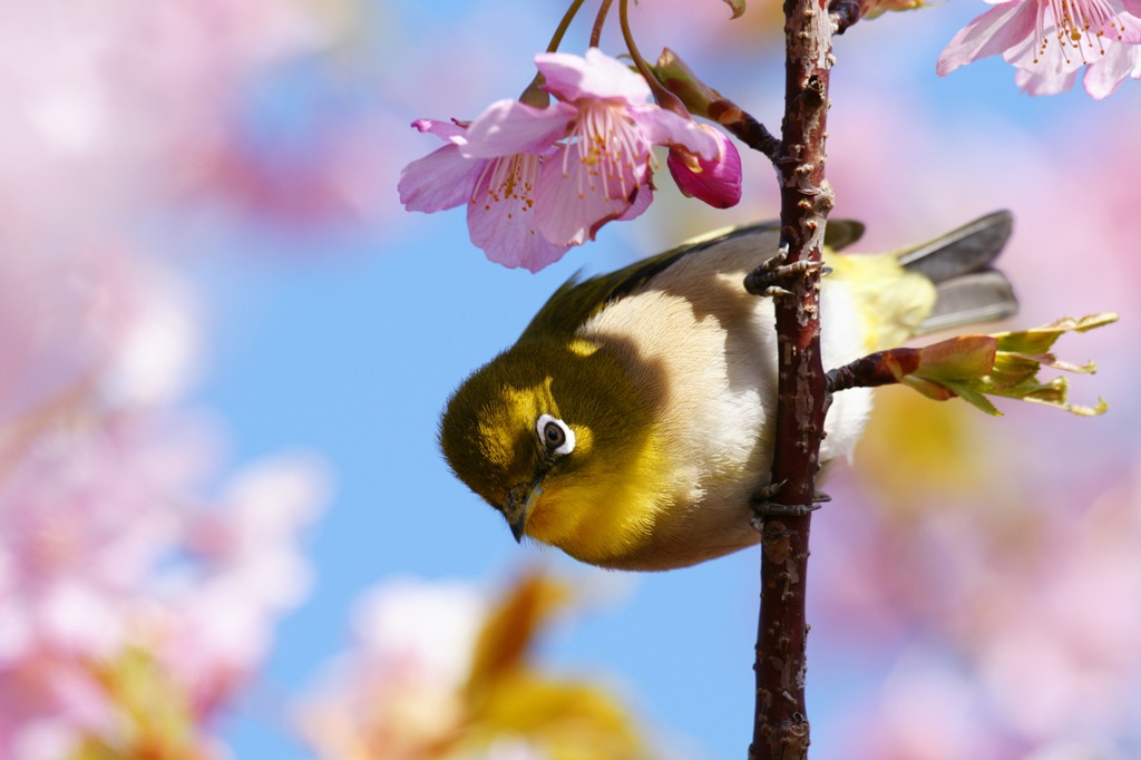 河津桜とメジロさん
