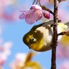 河津桜とメジロさん