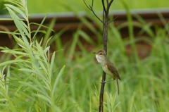 鳥鉄